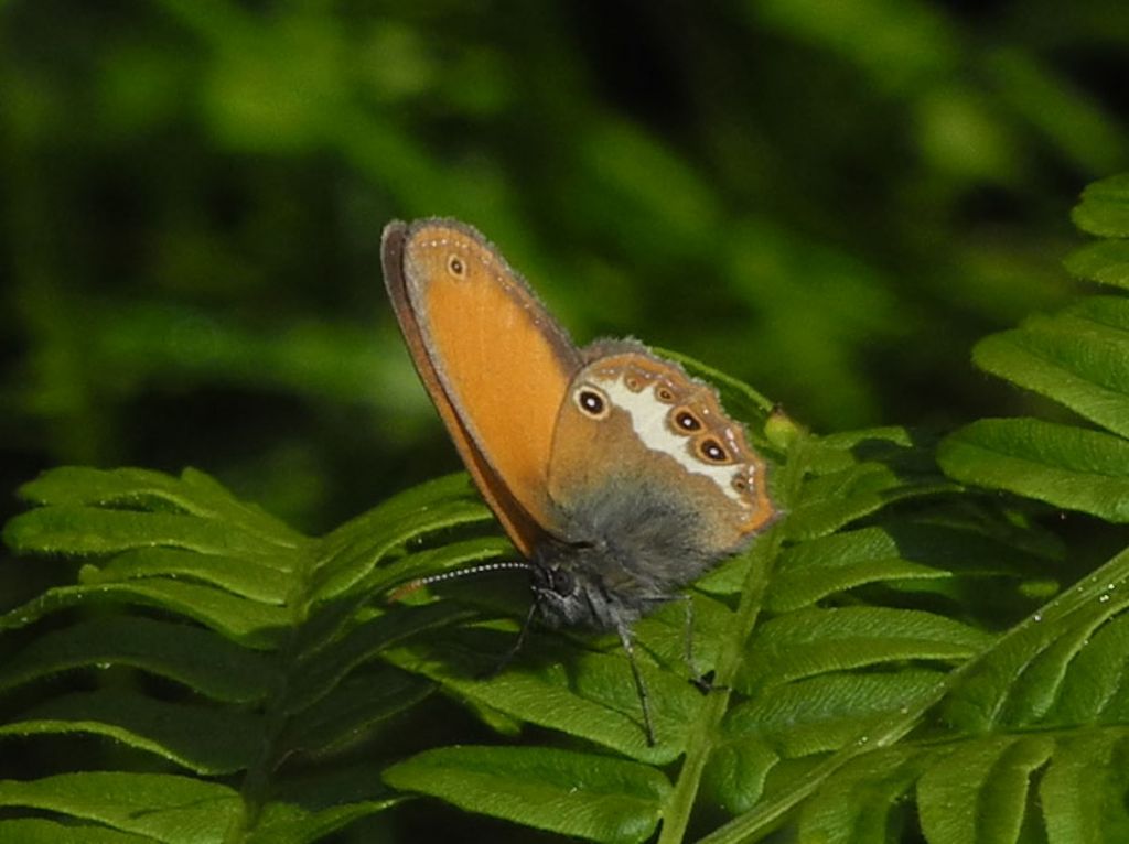 conferma identificazione: Coenonympha arcania